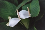 Java bloem 2